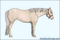 Horse Color:Palomino Roan Pearl Sabino