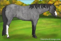 Horse Color:Smoky Blue Roan 