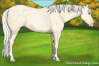Horse Color:Palomino Pearl