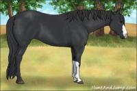 Horse Color:Black 