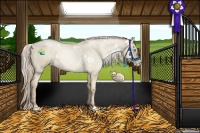 Horse Color:White Spotted Chocolate Palomino Pearl Dun 