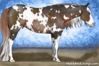 Horse Color:White Spotted Liver Chestnut Sabino Splash Rabicano
