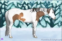 Horse Color:Buckskin Splash Tobiano