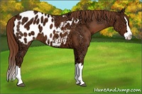 Horse Color:Chestnut Ice Sabino Splash Appaloosa 