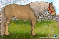Horse Color:Chocolate Palomino 