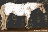 Horse Color:White Spotted Liver Chestnut Pearl Blanket 