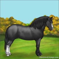 Horse Color:Black 
