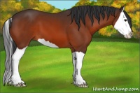 Horse Color:Bay Splash 