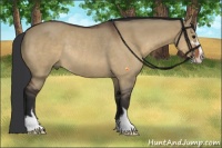 Horse Color:Brown Dun Sabino Rabicano 