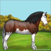 Horse Color:Bay Splash 