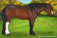 Horse Color:Brown 