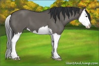 Horse Color:Grullo Sabino Splash 