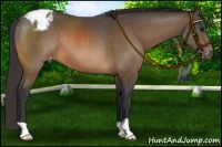 Horse Color:Buckskin Varnish 