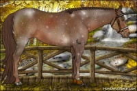 Horse Color:Liver Chestnut 