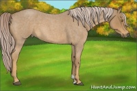 Horse Color:Palomino Roan