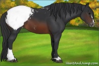 Horse Color:Brown Sabino Appaloosa