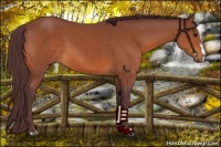 Horse Color:Chocolate Bay 