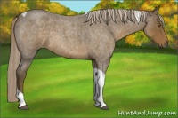 Horse Color:Chocolate Palomino Roan Tobiano 