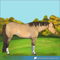 Horse Color:Buckskin Dun Tobiano 