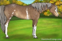 Horse Color:White Spotted Chocolate Palomino Varnish
