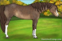Horse Color:Liver Chestnut Appaloosa 