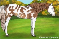 Horse Color:Liver Chestnut Splash Appaloosa 