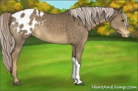 Horse Color:Chocolate Palomino Appaloosa 