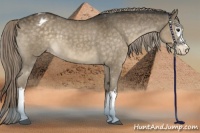 Horse Color:White Spotted Chocolate Palomino Appaloosa 
