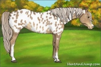 Horse Color:White Spotted Chocolate Palomino Appaloosa 