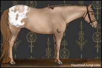 Horse Color:Liver Chestnut Pearl Appaloosa