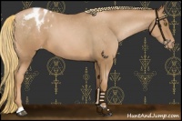 Horse Color:Chestnut Pearl Appaloosa