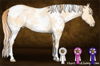 Horse Color:White Spotted Buckskin Pearl Dun