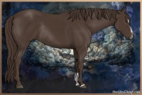 Horse Color:Liver Chestnut Sabino Rabicano 