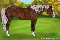 Horse Color:Silver Bay Ice Splash 