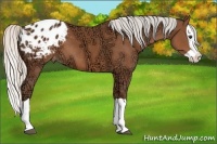 Horse Color:Silver Bay Ice Splash Appaloosa 