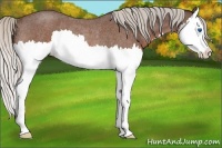 Horse Color:Silver Brown Roan Splash Rabicano 