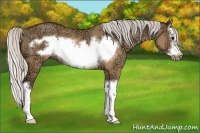 Horse Color:Silver Brown Ice Dun Sabino Splash Frame Rabicano
