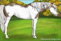 Horse Color:Silver Amber Champagne Ice Splash Frame