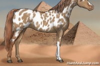 Horse Color:Red Dun Near Leopard 
