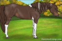 Horse Color:Liver Chestnut Tobiano 