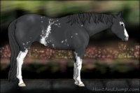 Horse Color:White Spotted Black