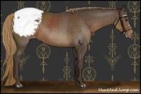Horse Color:Liver Chestnut Appaloosa