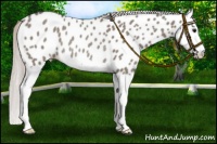 Horse Color:Silver Grullo Splash Near Leopard Rabicano 