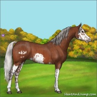 Horse Color:Silver Brown Splash Frame  and Silver Brown Roan Splash Frame 