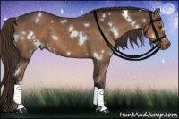 Horse Color:White Spotted Liver Chestnut Sabino 