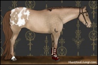 Horse Color:Brown Pearl Appaloosa 