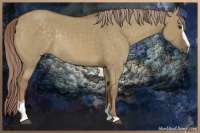 Horse Color:Chocolate Palomino Dun Sabino Rabicano