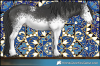 Horse Color:White Spotted Black Rabicano 
