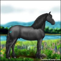 Horse Color:Smoky Black