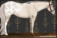 Horse Color:Palomino Pearl Appaloosa 
